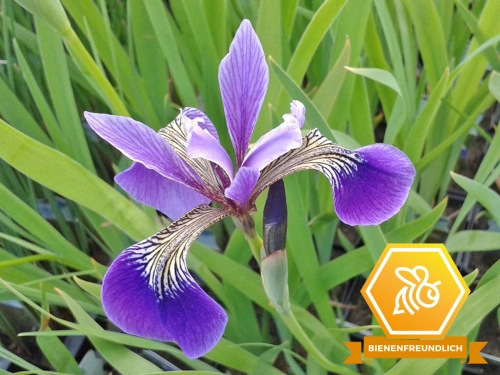 blaue Sumpfiris mit Logo bienenfeundlich